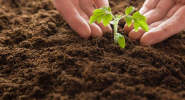 Použití nitroammofosky pro rajčata